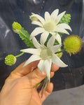 Star boutonniere