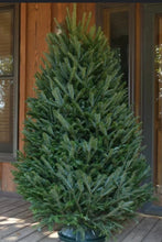 Load image into Gallery viewer, Fraser Fir Trees with stand
