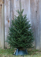 Load image into Gallery viewer, Fraser Fir Trees with stand
