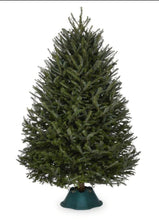 Load image into Gallery viewer, Fraser Fir Trees with stand
