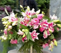 Lilly
