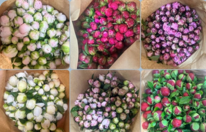 PEONIES ++++