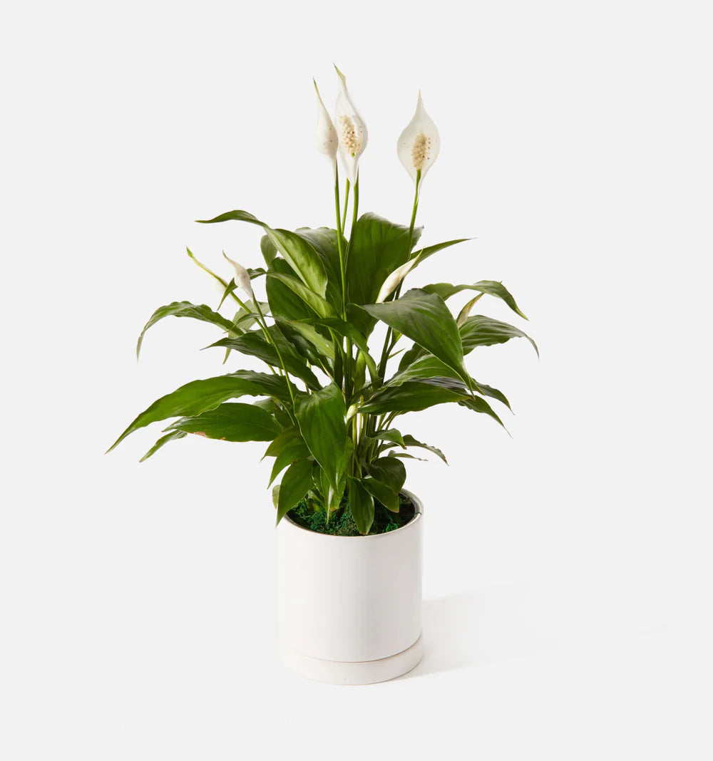 Peace Lily