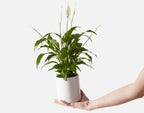 Peace Lily