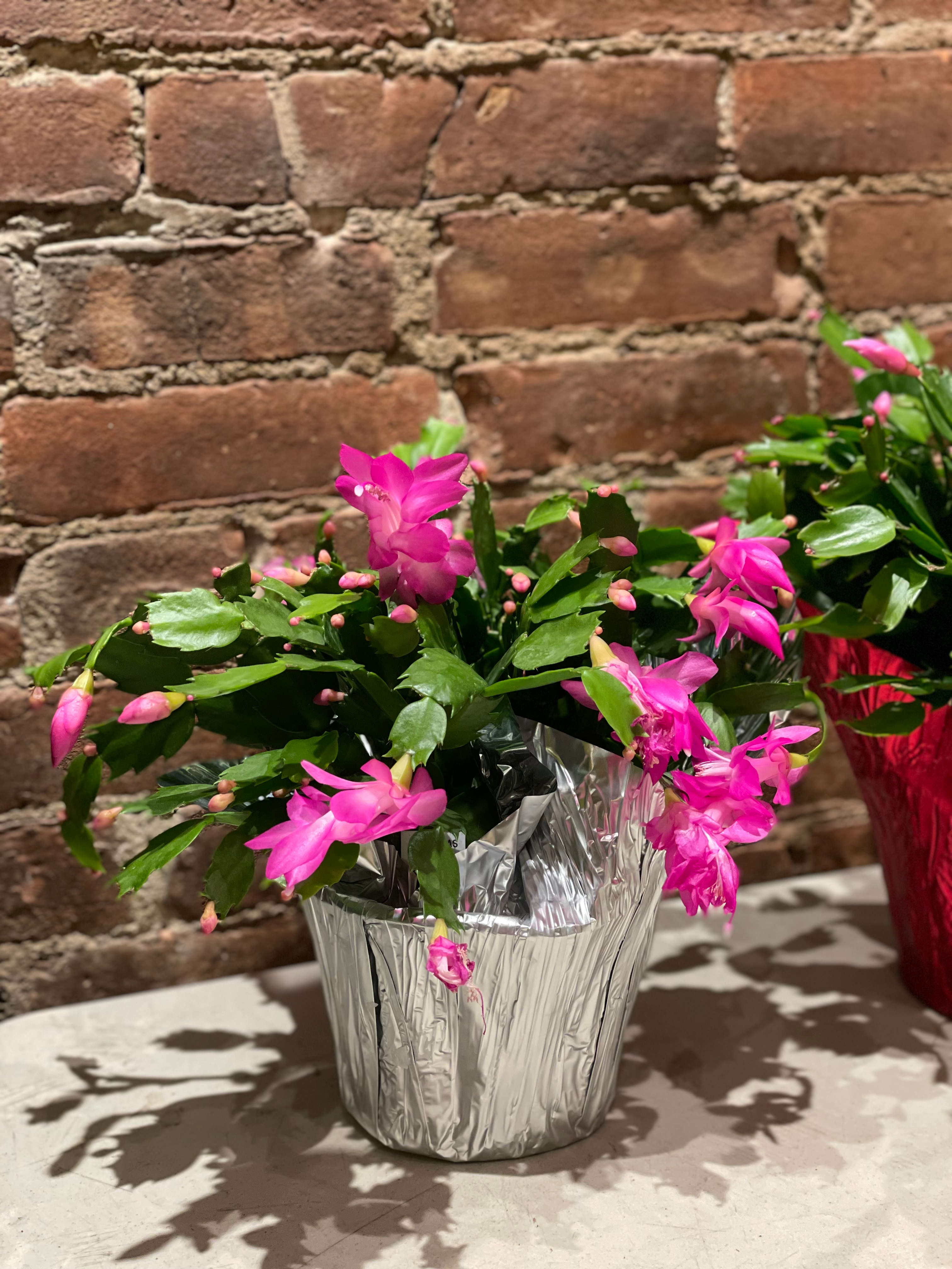 Christmas Cactus