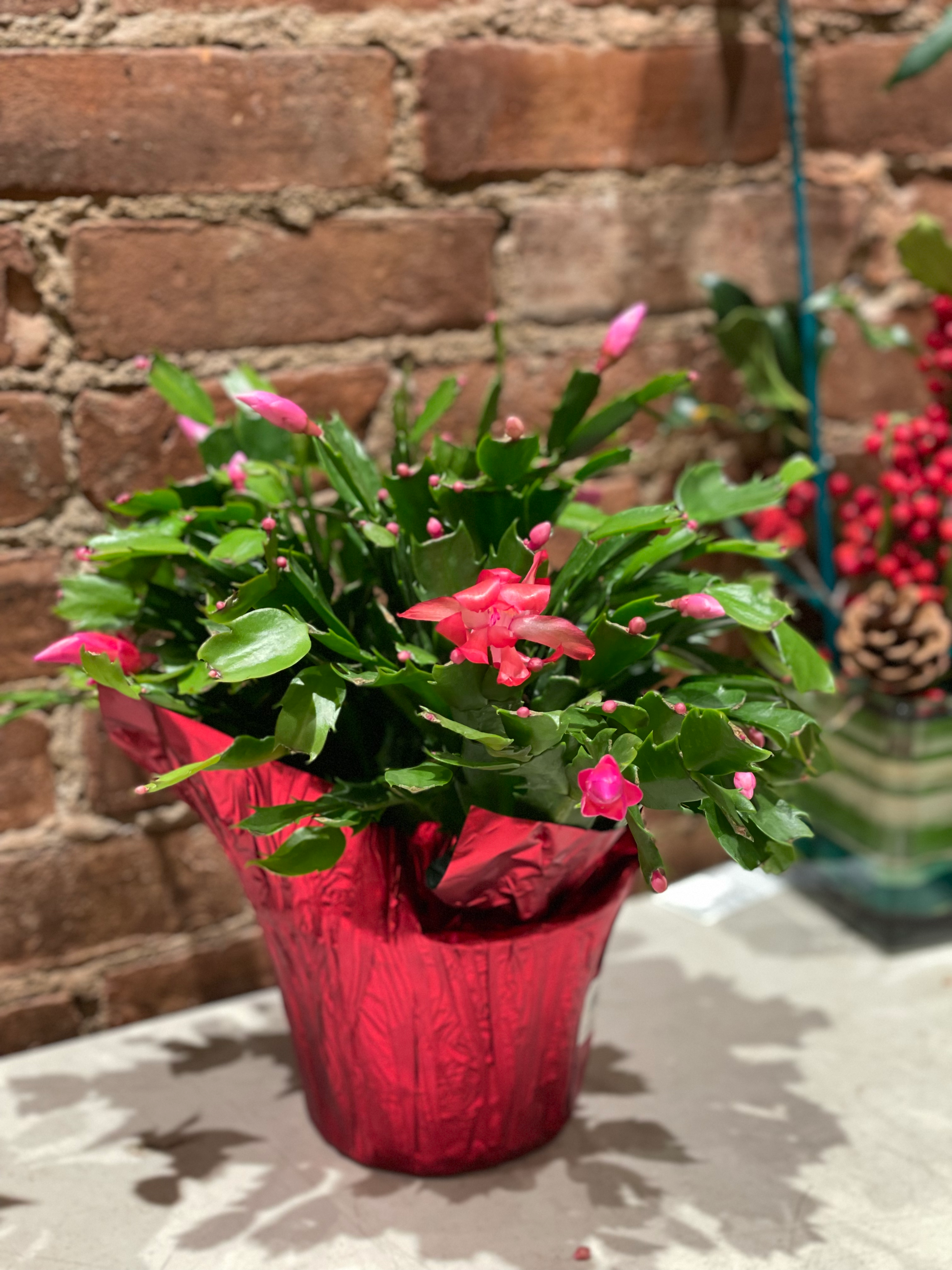 Christmas Cactus