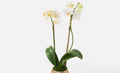 Orchid Plant