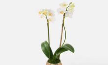 Load image into Gallery viewer, Orchid Plant
