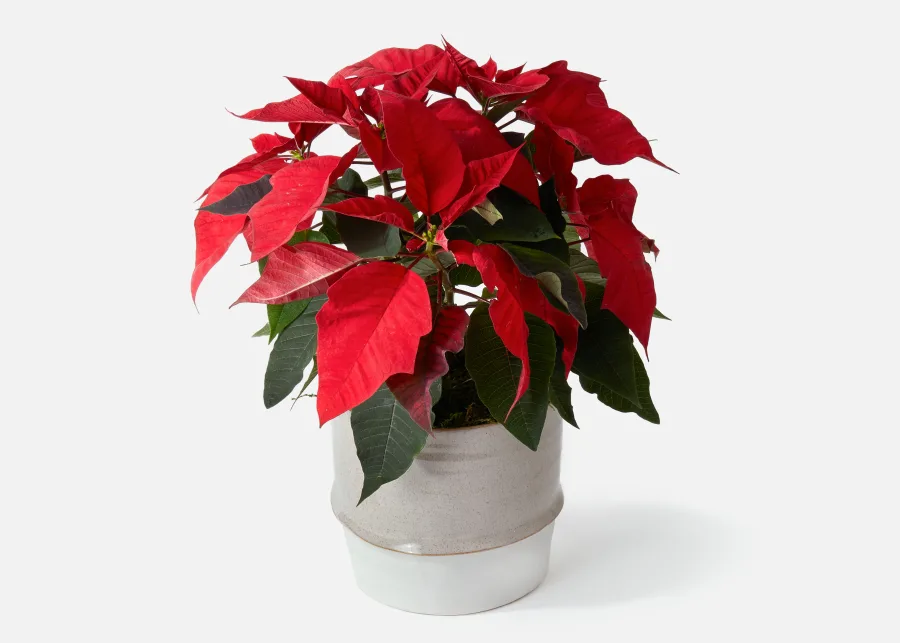 Poinsettia