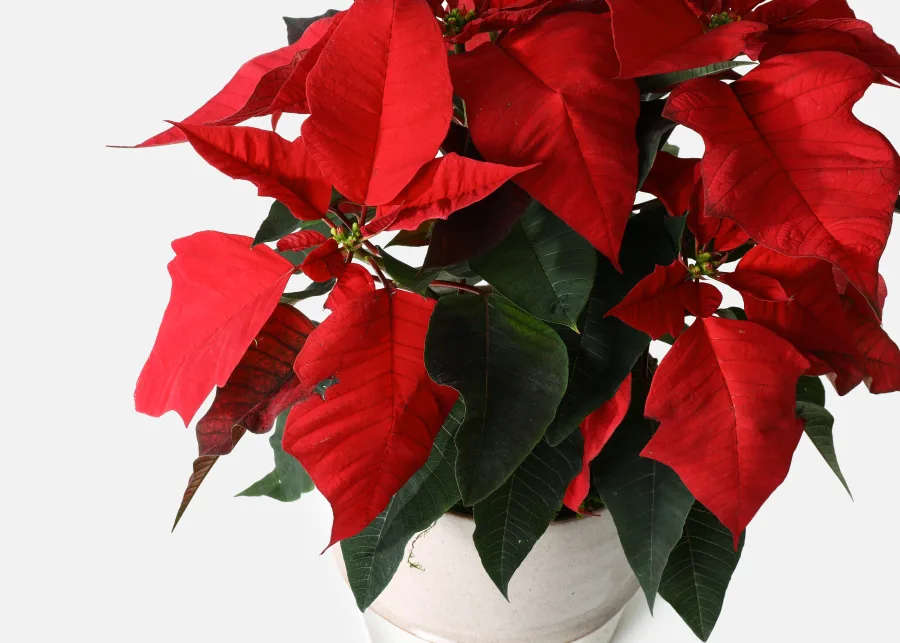 Poinsettia