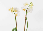 Orchid Plant
